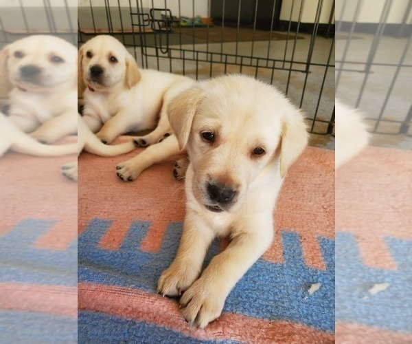 Medium Photo #22 Labrador Retriever Puppy For Sale in WATERFORD, WI, USA