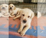 Small Photo #22 Labrador Retriever Puppy For Sale in WATERFORD, WI, USA