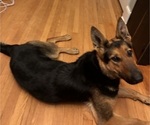 Small German Shepherd Dog