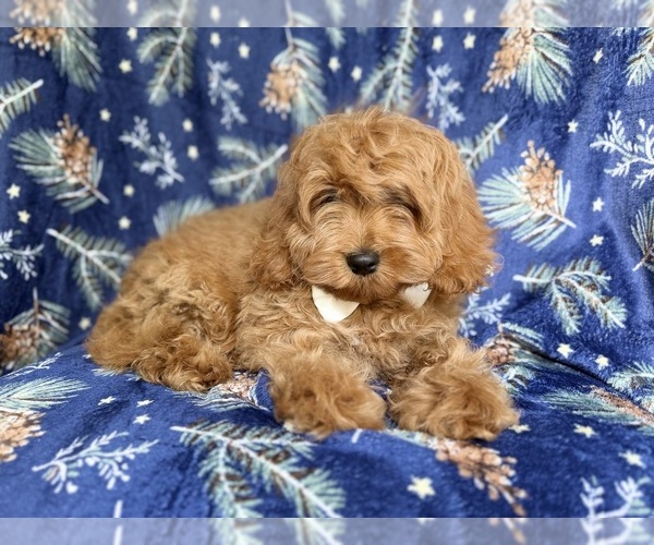 Medium Photo #3 Cockapoo (Miniature) Puppy For Sale in LAKELAND, FL, USA