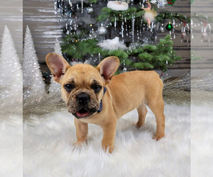 French Bulldog Puppy for sale in SACRAMENTO, CA, USA