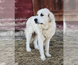 Mother of the Great Pyrenees puppies born on 02/04/2023
