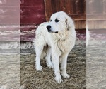 Small Photo #1 Great Pyrenees Puppy For Sale in VERONA, VA, USA