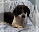 Small #4 Dachshund