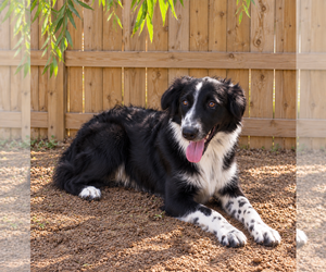 Raven - Female Australian Shepherd Dog for Adoption - Photo #2