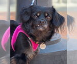 Small Photo #3 Cavalier King Charles Spaniel-Dachshund Mix Puppy For Sale in Chino Hills, CA, USA