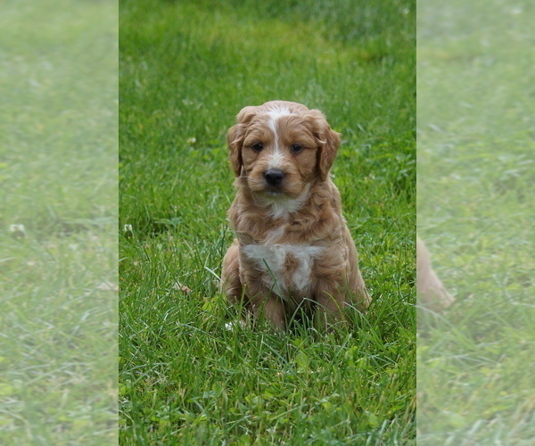 Medium Photo #3 Goldendoodle (Miniature) Puppy For Sale in MILLERSBURG, OH, USA
