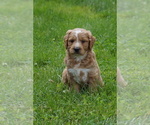 Small #2 Goldendoodle (Miniature)