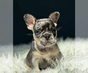 French Bulldog Puppy for sale in FORT PLAIN, NY, USA