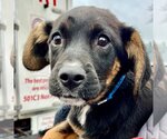 Small Photo #1 Labrador Retriever-Unknown Mix Puppy For Sale in Canton, CT, USA