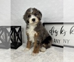 Small #3 Bernedoodle (Miniature)