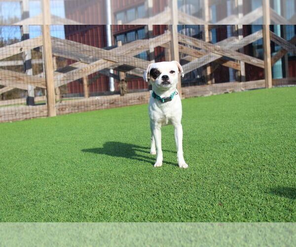 Medium Photo #10 Chihuahua-Unknown Mix Puppy For Sale in Chestertown, MD, USA