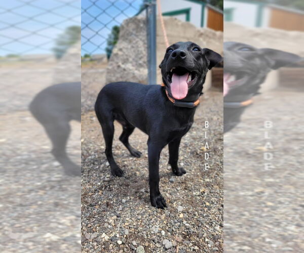 Medium Photo #2 Dachshund-Labrador Retriever Mix Puppy For Sale in Monte Vista, CO, USA