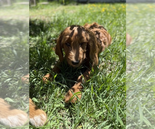 Medium Photo #2 Goldendoodle Puppy For Sale in SAINT CLOUD, MN, USA