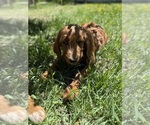 Small #1 Goldendoodle