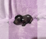 Small Photo #6 Xoloitzcuintli (Mexican Hairless) Puppy For Sale in BRIDGEVILLE, CA, USA