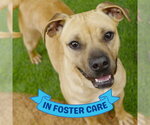 Small #2 Black Mouth Cur Mix