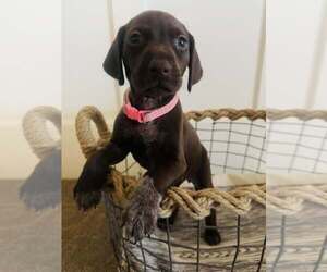 Medium German Shorthaired Pointer