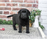 Amber - Female Labrador Retriever Puppy for Sale - Photo #2