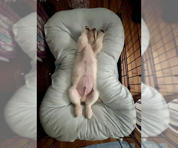 Medium Photo #15 Shepradors Puppy For Sale in Princeton, MN, USA