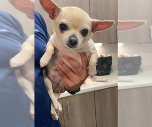 Chihuahua Dogs for adoption in Baytown, TX, USA