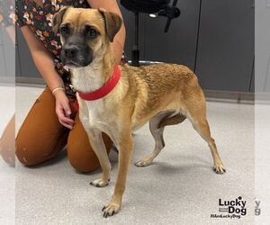 Chrystal - Female Black Mouth Cur-Labrador Retriever Mix Dog for Adoption - Photo #3
