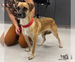 Small Photo #3 Black Mouth Cur-Labrador Retriever Mix Puppy For Sale in Washington, DC, USA