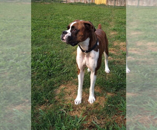 Medium Photo #4 Boxer Puppy For Sale in  Katy, TX, USA
