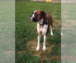 Small #3 Boxer