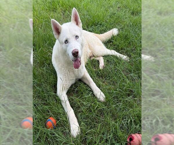 Medium Photo #2 Siberian Husky-Unknown Mix Puppy For Sale in Conroe, TX, USA