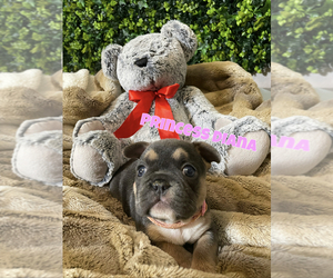 French Bulldog Puppy for Sale in STOCKTON, California USA