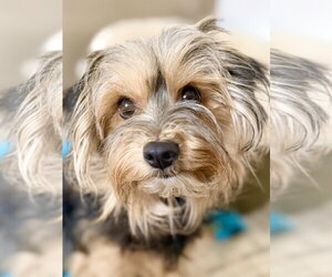 Shih Tzu-Unknown Mix Dogs for adoption in West Cornwall, CT, USA