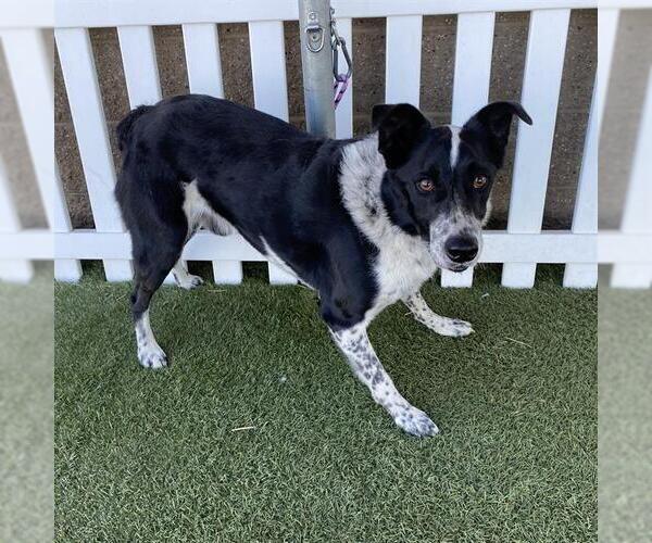 Medium Photo #1 Border Collie-Unknown Mix Puppy For Sale in Modesto, CA, USA