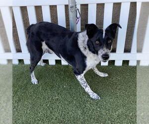 Border Collie-Unknown Mix Dogs for adoption in Modesto, CA, USA