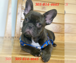 French Bulldog Puppy for sale in JUPITER, FL, USA