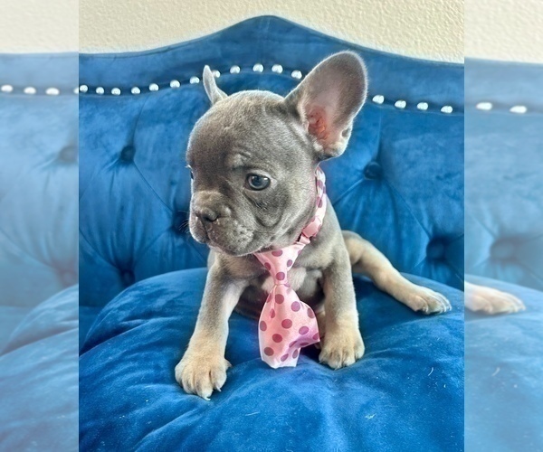 Medium Photo #2 French Bulldog Puppy For Sale in CHICAGO, IL, USA