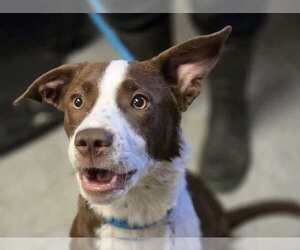 Borador Dogs for adoption in Anniston, AL, USA