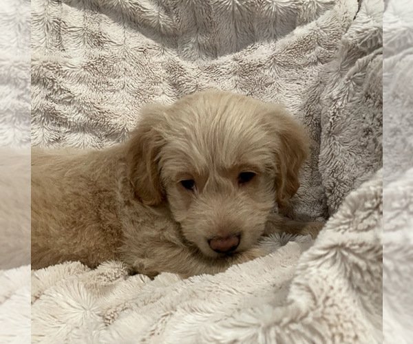 Medium Photo #10 Goldendoodle Puppy For Sale in IRWIN, PA, USA