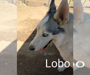 Lobo - - Male Siberian Husky Dog for Adoption - Photo #4