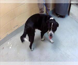 Border Collie Dogs for adoption in Tulsa, OK, USA