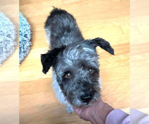 Mutt Dogs for adoption in Boonton, NJ, USA