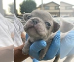 Small Photo #5 French Bulldog Puppy For Sale in LANCASTER, CA, USA