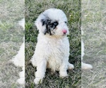 Puppy 2 Sheepadoodle