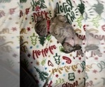 Small Photo #3 Pug Puppy For Sale in BLOOMINGTON, IL, USA