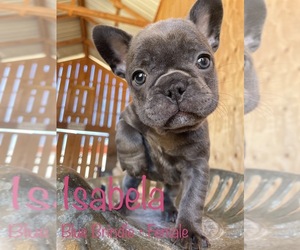 French Bulldog Puppy for Sale in TEMPLETON, California USA