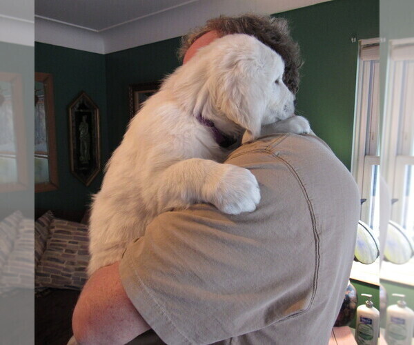 Medium Photo #68 English Cream Golden Retriever Puppy For Sale in NORTHWOOD, OH, USA