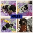 Small Photo #7 German Shorthaired Pointer Puppy For Sale in MOUNT PLYMOUTH, FL, USA