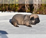 Small #1 Pug