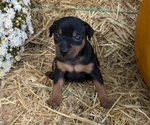 Puppy Prince Miniature Pinscher