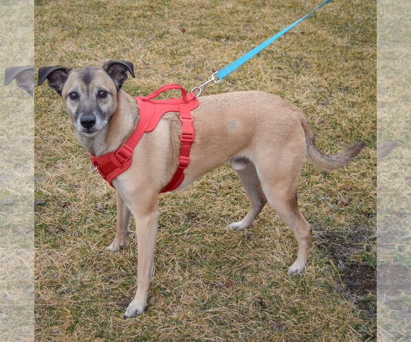 Medium Photo #2 German Shepherd Dog-Unknown Mix Puppy For Sale in Huntley, IL, USA
